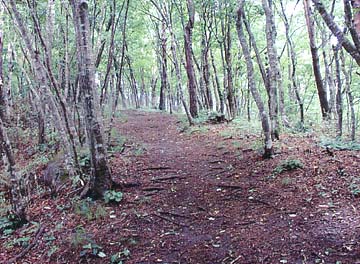 きれいに整備された登山道の写真