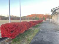 青空と紅葉
