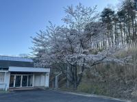 桜の木