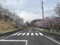 桜並木