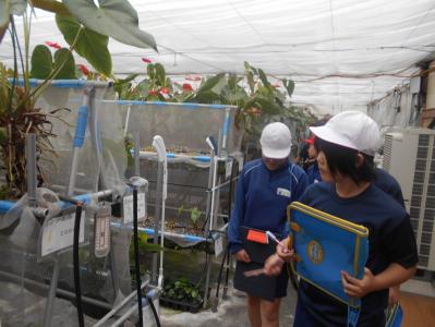 ビニールハウスの中を見学する6年生