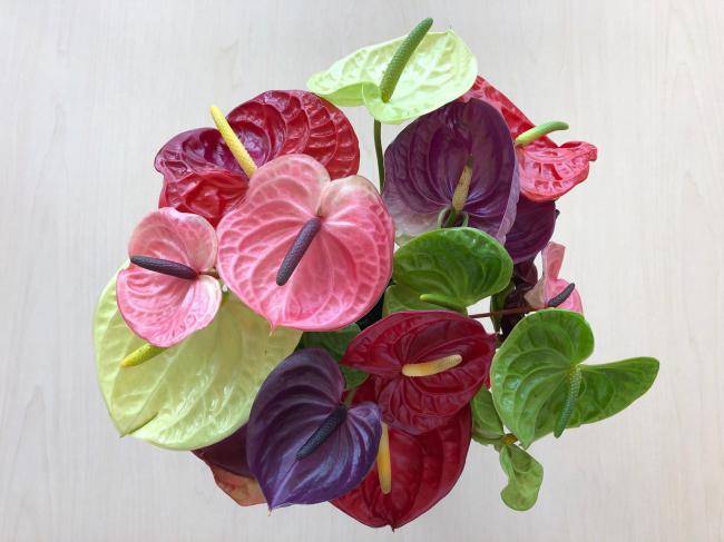 かわまたの花アンスリウム
